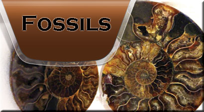 fossils