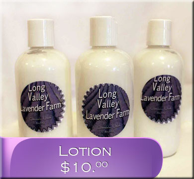 Lavender Lotion